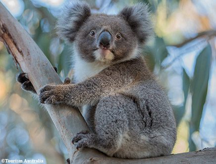 Circuit Australie de Melbourne à Adelaide – 13 jours