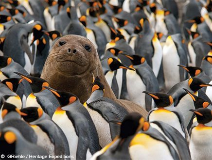 Séjours en Antarctique et dans les îles subantarctiques