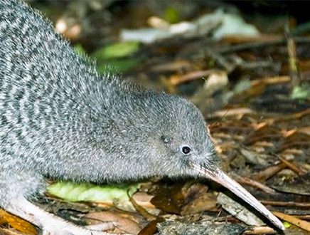 Tête-à-tête avec des kiwis – Kapiti Island