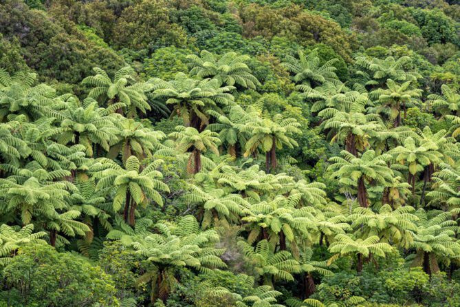 Forêt de fougères arborescentes en Nouvelle-Zélande