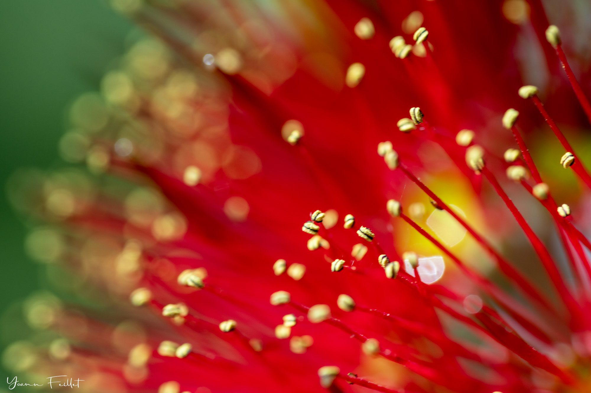 Pōhutukawa, l'arbre de Noël de Nouvelle-Zélande - Antipodes Travel