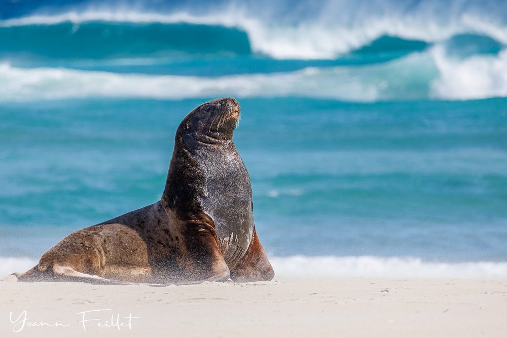 Lion de mer sur la plage