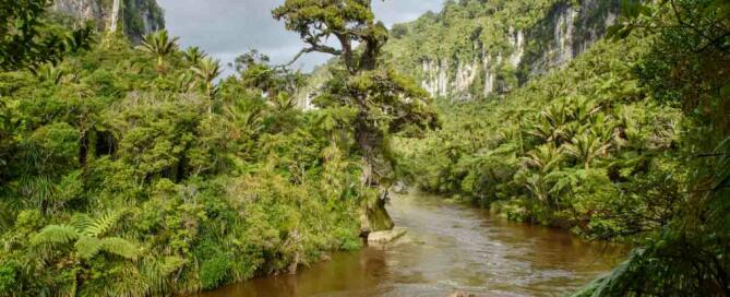 Rivière traversant la végétation native à Punakaiki en Nouvelle-Zélande