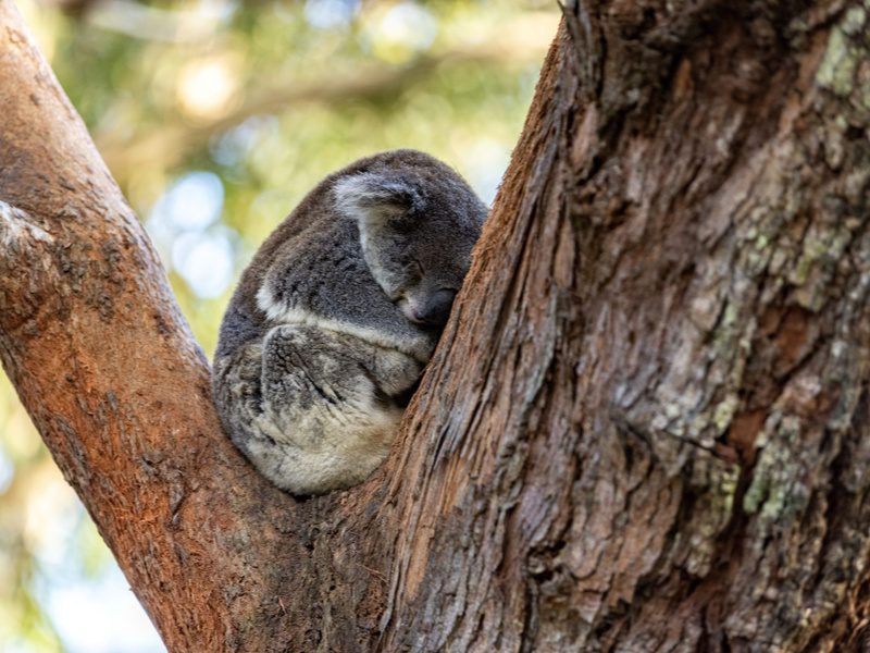 Un koala fait la sieste dans un arbre, en Australie