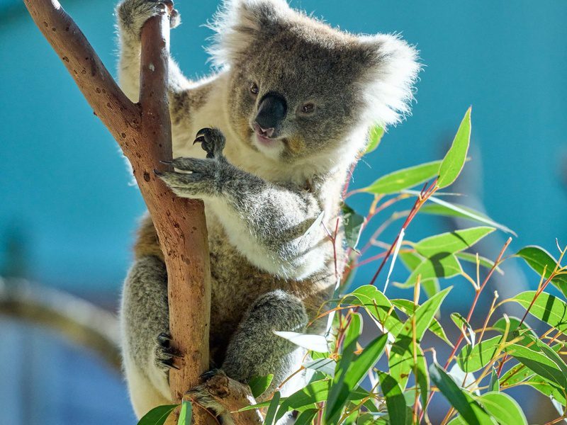 Un koala dans un arbre en Australie