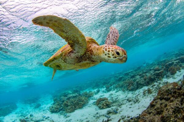 Tortue marine sous l'eau à Lady Elliot Island