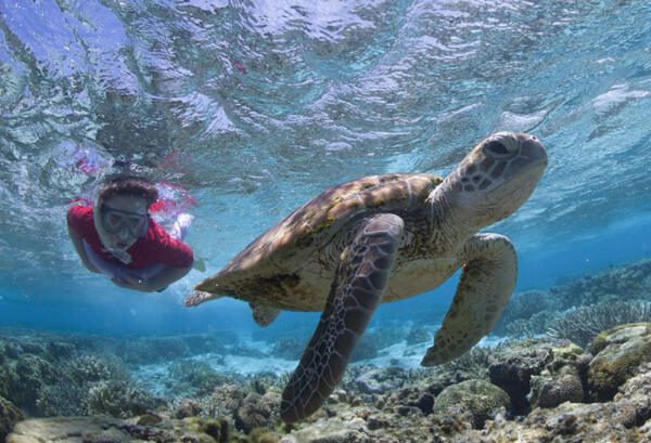 Plongeur et tortue marine à Lady Elliot Island